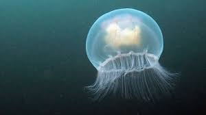 Heres Why There Are So Many Jellyfish