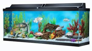 aqueon standard gl aquarium tank 40