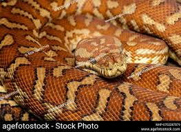 carpet python stock photos and images