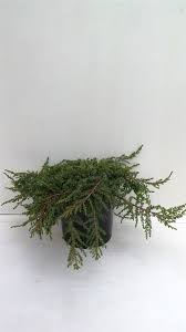 juniperus squamata green carpet