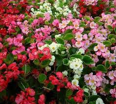 Begonia Ambassador Mix Seeds Flowers All Summer Long Bedding Begonia