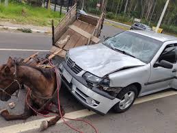 Colisão entre um carro e uma carroça resulta na morte de cavalo em Gravataí  – Giro de Gravataí