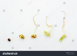 Mung Bean Sprout On Whit Texture Stock Photo Edit Now