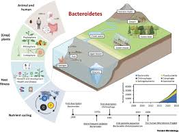 importance of bacteroidetes in host