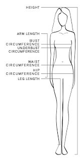 Female Body Chart Clipart Images Gallery For Free Download