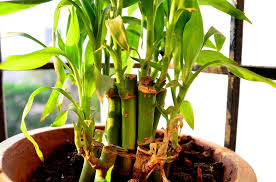 feng s lucky bamboo plant
