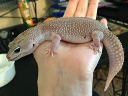 Leopard Geckos A Beginners Guide Leopardgeckos