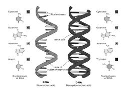 notes on structure of dna rna