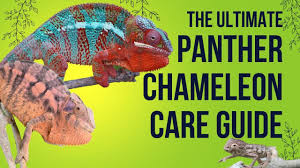 panther chameleon care chameleon academy