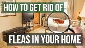 how to get rid of fleas in your home 3