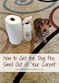 cleaned carpet still smells like dog urine