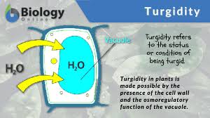 turgidity definition and exles