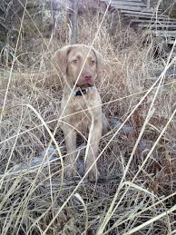 Deadgrass Chesapeake Bay Retriever This Will Be The Color Of