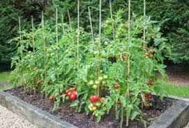 Advantages Of Raised Bed Gardening