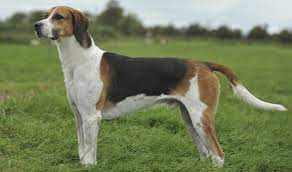 The english foxhound is one of the four foxhound breeds of dog. English Foxhound Breed Information