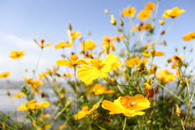 Cosmos Seeds Easily Grow This Annual
