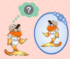 Can Koi Recognize Themselves in a Mirror? - Splash Supply ...