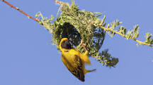 Image result for weaver bird nest
