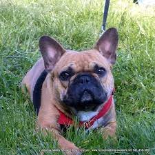 Great with kids and other pets. Umpqua Valley Kennels French Bulldogs Drain Oregon Or Localdatabase Com