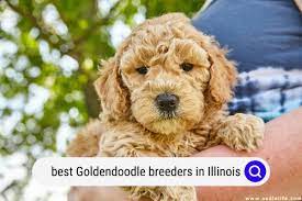 best goldendoodle breeders in illinois