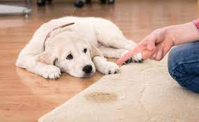 how to get dog smell out of carpet