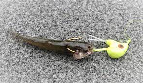 Best Walleye Lures Right Now Plastic