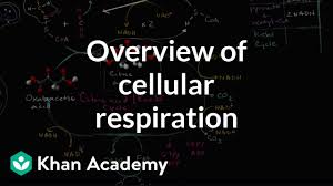 Both organelles use electron transport chains to generate the energy necessary to drive other there are two basic parts of photosynthesis: Overview Of Cellular Respiration Video Khan Academy