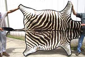 tan striped zebra skin hide rug