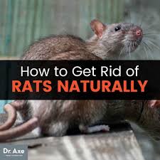 Our home remedies for rats will not only keep rats away but deter them from returning to though you keep your home clean, these furry interlopers always find a way to enter. How To Get Rid Of Rats Naturally Dangers Of Rat Poison Dr Axe
