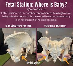 3 pelvic levels of fetal station