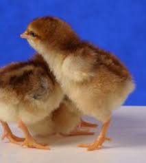 64 Best Baby Chicks By Breed Images Baby Chicks Chicken