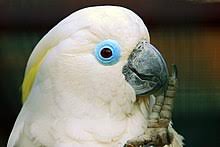 This was commissioned, but the lady that ordered it never paid. Cockatoo Wikipedia