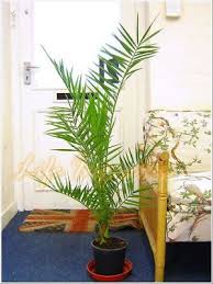 1 Phoenix Canary Island Date Palm In