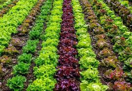 Organic Vegetable Farming In Usa How