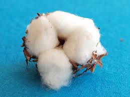 the difference between polyester and cotton