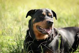 63 000 lovely rottweiler dog pictures