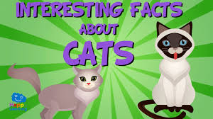 That's almost 5 million more cats than dogs! Interesting Facts About Cats Educational Video For Kids Youtube