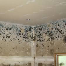 As the bathroom stays wet, steamy and stinky, the wall and the ceiling get damaged. Health Check How Does Household Mould Affect Your Health