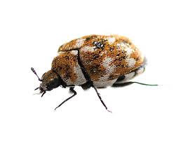 eugene carpet beetle control merels