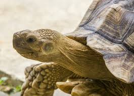Sulcata Tortoise Care Guide Everything