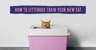 Litterbox Train Or Retrain Your Cat