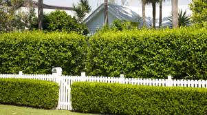 5 Best Low Maintenance Hedge Plants And