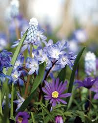 plant a carpet of blue spring flowers