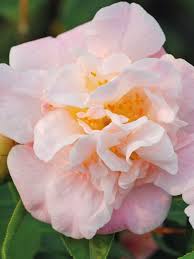 Camellia Hybrida High Fragrance