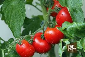 fertilize tomato plants