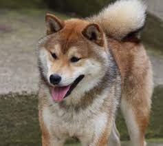 The 24h volume of shib is $33 100 000, while the shiba inu market cap is $13 067 747 600 which ranks it as #13 of all cryptocurrencies. Japanese Shiba Inu Shiba Inu Breeders Specialists Uk