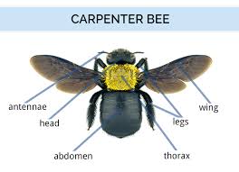 What Do Carpenter Bees Look Like Carpenter Bee