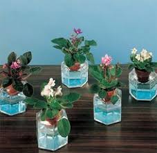 Check spelling or type a new query. African Violets