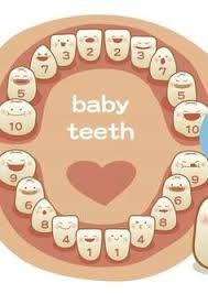 Baby Tooth Growth Chart Baby Health Baby Hacks Baby Care