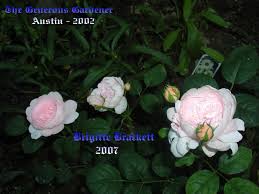 english rose austin rose